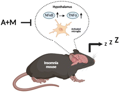 Graphical abstract: Synergistic sleep-promoting effects of magnesium and apigenin in normal and insomnia mouse models