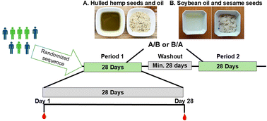Graphical abstract: The effect of hemp product consumption on blood fatty acid profiles and cardiovascular disease risk factors: results of a randomized, double-blind, crossover clinical trial