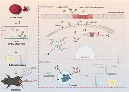 Graphical abstract: Myricetin-3-O-galactoside in cranberries alleviates urinary tract infections in mice by inhibiting the adhesion of uropathogenic Escherichia coli CFT073