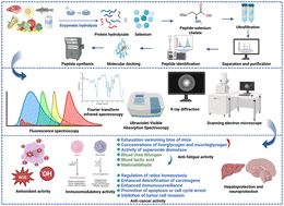 Graphical abstract: Advances in the preparation, characterization and biological activities of food-borne selenium-enriched peptides