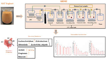 Graphical abstract: Investigating the impact of astaxanthin yogurt on gut microbiota and microbiota-mediated astaxanthin conversion using the SHIME® model