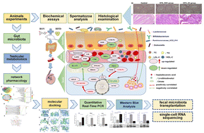 Graphical abstract: The dietary polyphenol resveratrol attenuates high-fat diet-induced testicular dysfunction via modulating the gut microbiota–testis metabolic axis