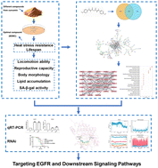 Graphical abstract: Bisdemethoxycurcumin extends lifespan and healthspan in Caenorhabditis elegans via modulation of EGFR-linked signaling pathways