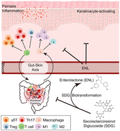 Graphical abstract: Secoisolariciresinol diglucoside resolves systemic and skin inflammation in psoriatic mice by ameliorating the gut microbiome and modulating immune responses