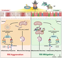Graphical abstract: Lactoferrin protects against radiation-induced intestinal injury by regulating pyroptosis and mitophagy