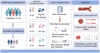 Graphical abstract: Effects of combined phytosterols and phospholipids on blood lipids and the fluidity and lipid profiles of the erythrocyte membrane in individuals with borderline hyperlipidemia: a double-blinded randomized controlled trial