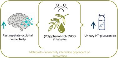 Graphical abstract: Resting-state brain connectivity following extra virgin olive oil intake in healthy adults: a randomised crossover pilot neuroimaging substudy
