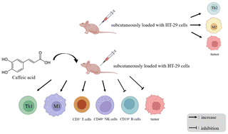 Graphical abstract: Caffeic acid restores the M1-polarized immune balance but decreases IgG and IgM levels in human colorectal cancer HT-29 cell-bearing nude mice