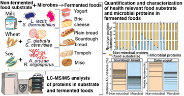 Graphical abstract: Assessing the diversity and functional profile of the “microbial proteome” in fermented foods