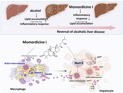 Graphical abstract: Momordicine I, a triterpene from bitter melon (Momordica charantia L.), ameliorates alcohol-associated liver disease: research on the possible liver benefits