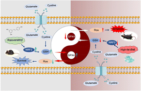 Graphical abstract: Resveratrol attenuates high-fat diet-induced testicular injury via the NRF2/GPX4 pathway: an integrated metabolomics and network pharmacology study