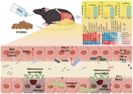 Graphical abstract: Mechanistic analysis of the association between sugar-sweetened beverages and maternal physiological abnormalities during pregnancy: a gut microbiota-mediated oxidative stress-inflammation network