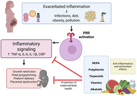 Graphical abstract: The potential of natural dietary products in mitigating inflammation during pregnancy