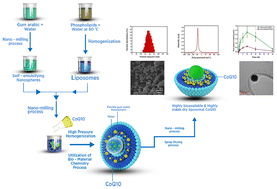 Graphical abstract: Next-generation liposomal coenzyme Q10: from formulation to clinical evidence via metazome technology for improved stability and enhanced oral absorption