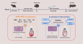 Graphical abstract: Dietary β-sitosterol alleviates reproductive toxicity induced by combined exposure of low-dose deoxynivalenol and high-fat diet in male C57BL/6J mice