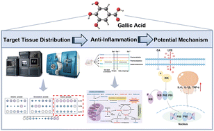 Graphical abstract: Anti-inflammatory effects of gallic acid on chronic bacterial prostatitis: involving target tissue distribution
