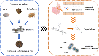 Graphical abstract: Fermented barley bran addition improved the digestive properties, gastrointestinal phenol release and the antioxidant activities of extruded rice