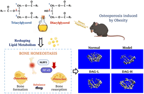 Graphical abstract: Diacylglycerol ameliorates obesity-induced osteoporosis through inhibiting NF-κB pathway mediated osteoclast differentiation
