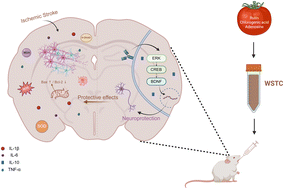 Graphical abstract: Water-soluble tomato concentrate alleviates neuron apoptosis though activating ERK/CREB/BDNF signaling pathway in ischemic stroke