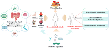 Graphical abstract: Precision probiotics for overweight management: decoding strain-specific mechanisms to guide microbiota-tailored interventions