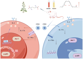 Graphical abstract: Therapeutic effects of selenium-enriched rapeseed against triple-negative breast cancer: involvement of Resolvin D5 activation and IL-17 signaling inhibition