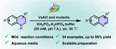 Graphical abstract: Engineered amine oxidase for efficient oxidative dehydroaromatization of 1,2,3,4-tetrahydroquinolines toward quinolines in aqueous media