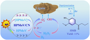 Graphical abstract: Photo-promoted production of a new monophenolic compound from larch lignin with polyoxometalates supported on g-C3N4 under ambient conditions