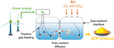 Graphical abstract: Sustainable and safe single-cell protein production via passive gas-feeding under ambient conditions in resource-limited regions