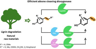 Graphical abstract: Co-enzyme-free, enzymatic synthesis of aldehydes from renewable resources with a new and highly efficient alkene cleaving dioxygenase