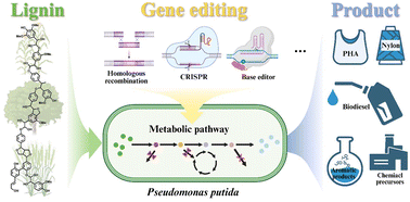 Graphical abstract: Engineered Pseudomonas putida: a versatile chassis for lignin valorization