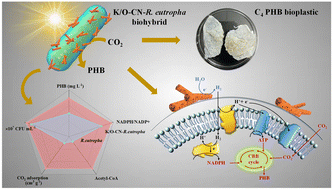 Graphical abstract: Low indoor light-driven CO2 conversion into visible C4 bioplastic via homogeneous non-metal-based biohybrids under photoexcitation