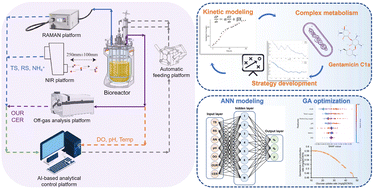 Graphical abstract: Artificial intelligence-driven dynamic regulation for high-efficiency gentamicin C1a production