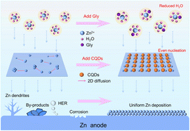 Graphical abstract: Glycine/carbon quantum dot dual modulation cooperatively stabilizing Zn anode interfaces