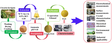 Graphical abstract: Industrial-scale potential valorization of ecotoxicity-free botanical residues: Uncaria laevigata as a high-efficiency corrosion inhibitor for X80 pipeline steel in acid pickling