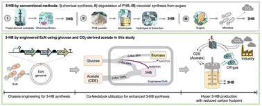 Graphical abstract: Hyperproduction of 3-hydroxybutyrate using engineered probiotic E. coli Nissle 1917 from glucose and CO2-derived acetate