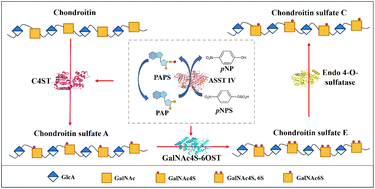 Graphical abstract: A general module assembly strategy for the generation of chondroitin sulfate polymers