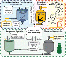 Graphical abstract: Integrating catalytic fractionation and microbial funneling to produce 2-pyrone-4,6-dicarboxylic acid and ethanol