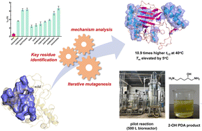 Graphical abstract: Engineering the thermostability of lysine hydroxylase for scalable production of (2S)-hydroxy-1,5-pentanediamine from l-lysine