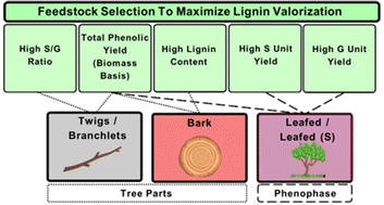 Graphical abstract: Following forest cues for the harvest optimization of tomorrow's biofeedstocks