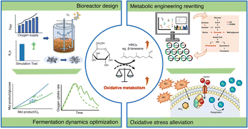 Graphical abstract: A coordinated framework for enhancing oxygen dynamics to improve the production of sesquiterpene