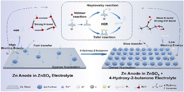 Graphical abstract: An electrolyte additive enabling dual kinetic regulation for stable zinc anodes in aqueous zinc batteries