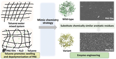 Graphical abstract: Mimicking a solvent interface at the substrate access channel of nylonase accelerates nylon degradation
