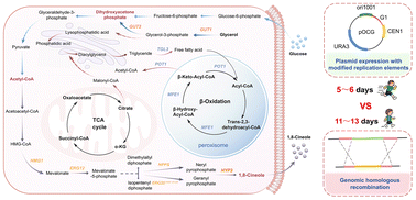 Graphical abstract: Episomal plasmid engineering and pathway optimization for efficient 1,8-cineole production in Yarrowia lipolytica