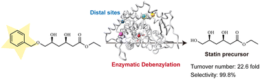 Graphical abstract: Protein dynamics-assisted engineering of a selective debenzylase for replacing Pd/C-catalyzed debenzylation in statin precursor synthesis