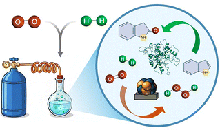 Graphical abstract: The complex interplay of chemo- and bio-catalysis for one-pot oxidation cascades – indole oxidation in focus