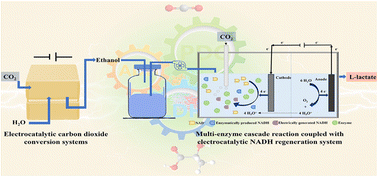 Graphical abstract: A multi-enzyme cascade coupled with electrochemistry for efficient synthesis of l-lactate from carbon dioxide