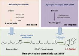 Graphical abstract: A bio-inspired environmentally friendly and cost-effective chemo-enzymatic synthesis of (−)-ambrox from trans-nerolidol