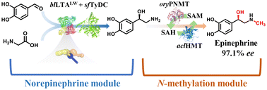 Graphical abstract: Continuous flow synthesis of epinephrine through modularized multienzyme cascades