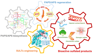 Graphical abstract: Design and engineering of biosynthetic and regeneration pathways for central sulfate donors: toward the sustainable production of bioactive sulfated products