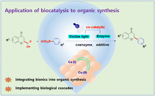 Graphical abstract: Visible-light-driven photobiocatalytic regioselective arylation/decarboxylation cascade between chromocarb and phenylboronic acid